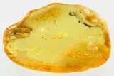 Detailed Fossil Leafhopper (Cicadellidae) In Baltic Amber #372620-1